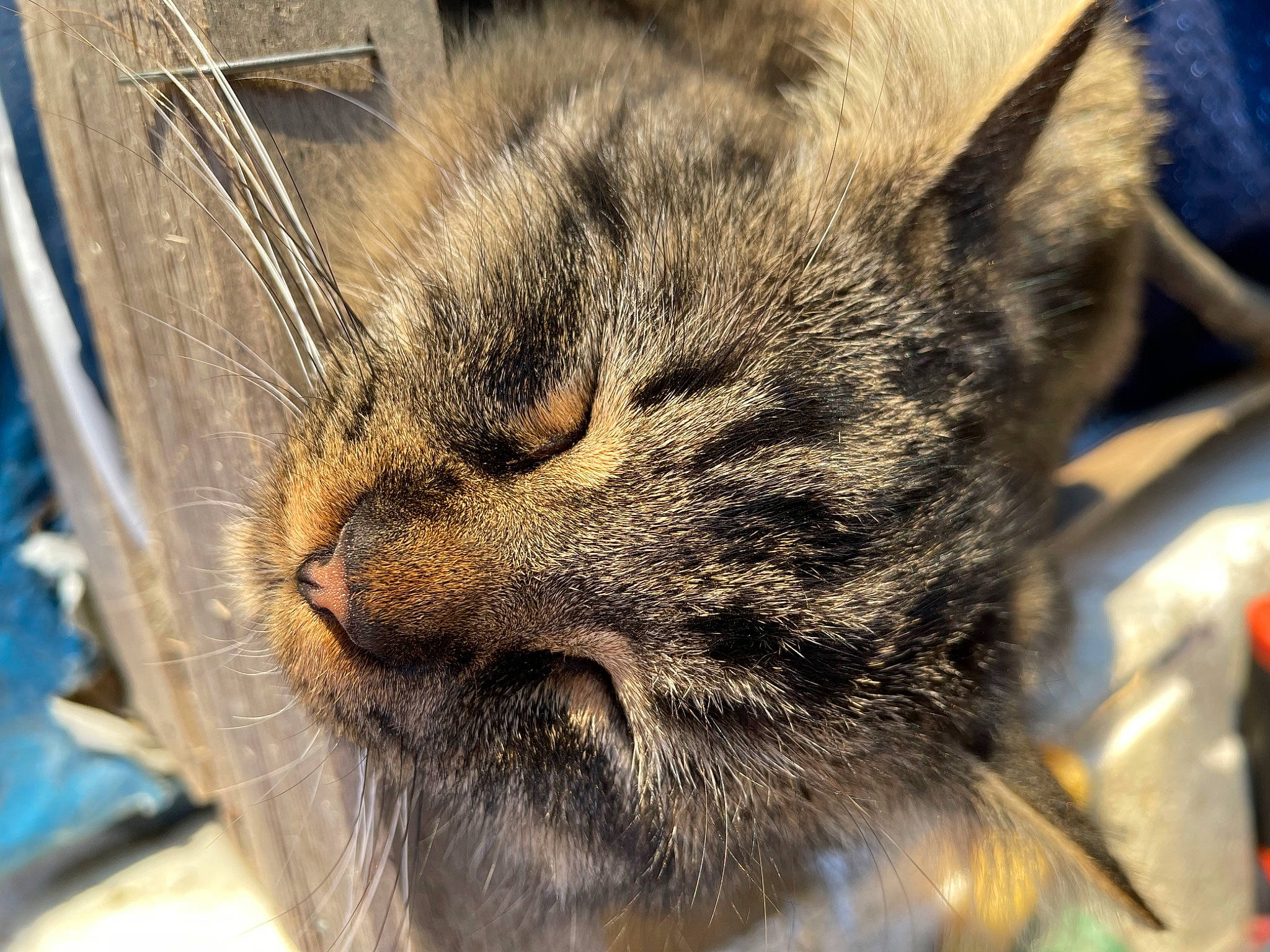 Moïse participe au concours pour gagner de l'argent avec cette photo : carnivore, cat, claw, close_up, comfort, domestic_short_haired_cat, ear, felidae, fur, nap, paw, sleep, small_to_medium_sized_cats, snout, terrestrial_animal, whiskers, wildlife