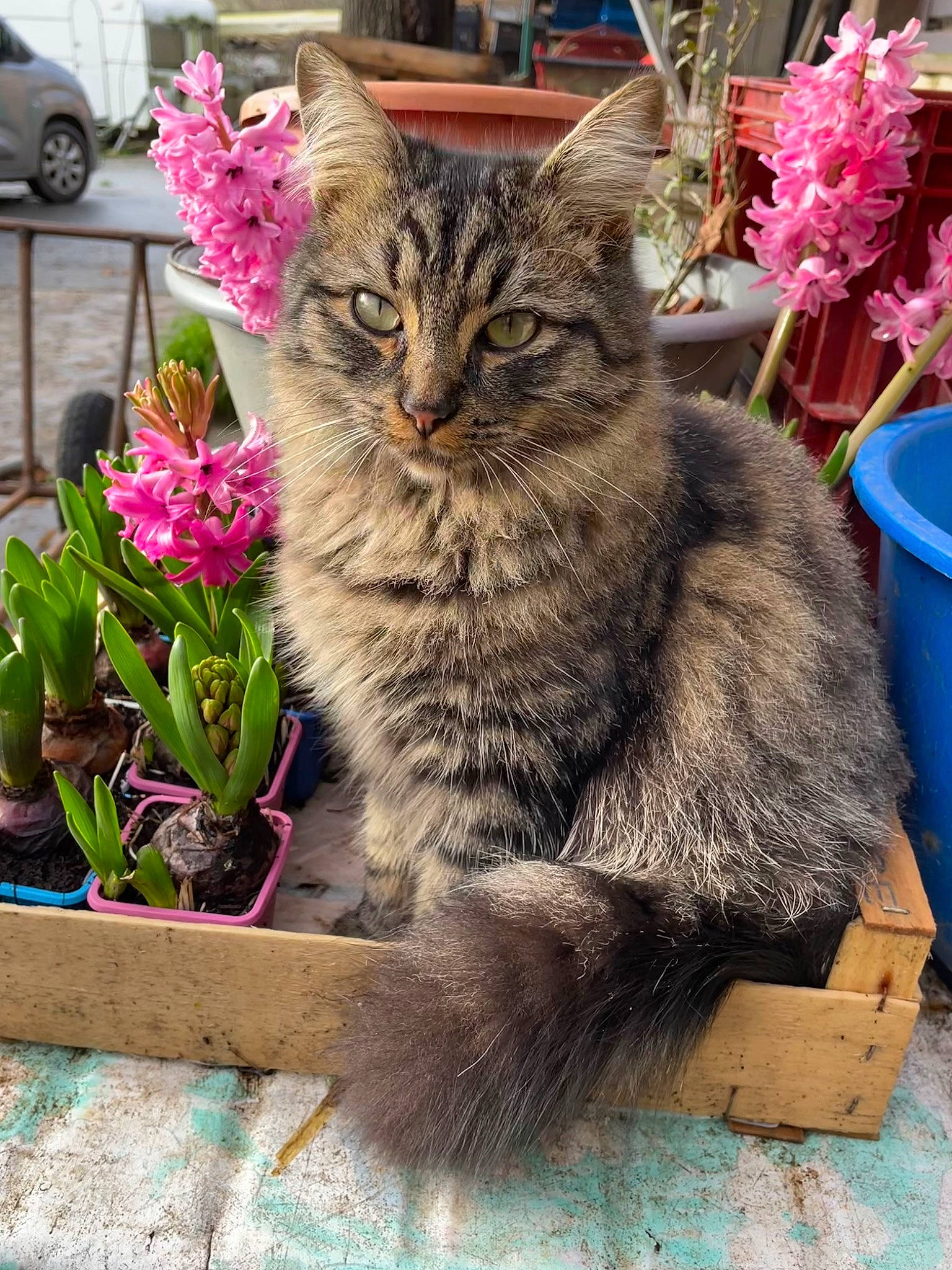 Moïse participe au concours pour gagner de l'argent avec cette photo : box, carnivore, cat, domestic_short_haired_cat, felidae, flower, flowerpot, fur, grass, houseplant, petal, plant, small_to_medium_sized_cats, snout, tail, terrestrial_plant, tire, wheel, whiskers, window