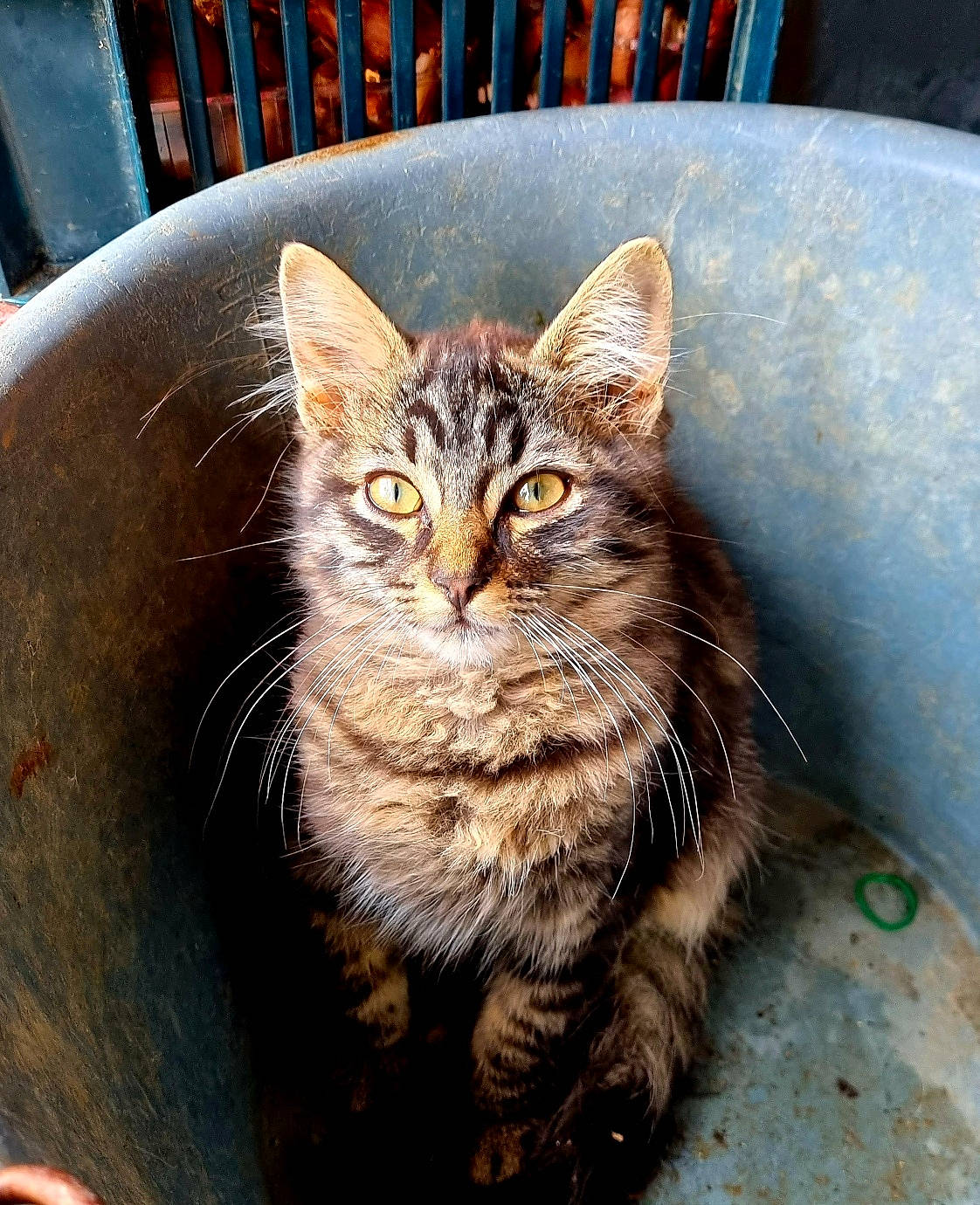 Moïse a rejoint le concours — aidez-le/la à gagner de superbes lots ! carnivore, cat, claw, domestic_short_haired_cat, felidae, fur, head, maine_coon, paw, road_surface, sitting, small_to_medium_sized_cats, snout, tail, terrestrial_animal, tree, whiskers, wildlife, window