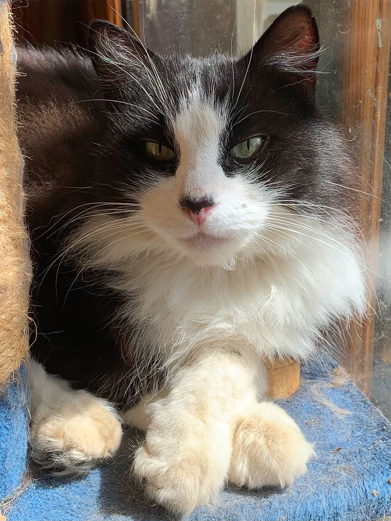 Félix a rejoint le concours — aidez-le/la à gagner de superbes lots ! art, carnivore, cat, claw, door_mat, felidae, flooring, fur, paw, science, small_to_medium_sized_cats, snout, tail, terrestrial_animal, whiskers