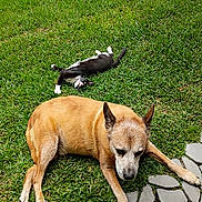 Trapsir joined the competition — help win amazing prizes! dog, cat, grass, outdoor, sunny, pet, animal, relaxing, playful, black_and_white_cat, brown_dog, paved_path, nature, mammal, domestic_animal, fur, resting, greenery, summer, daytime