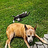 dog, cat, grass, outdoor, sunny, pet, animal, relaxing, playful, black_and_white_cat, brown_dog, paved_path, nature, mammal, domestic_animal, fur, resting, greenery, summer, daytime