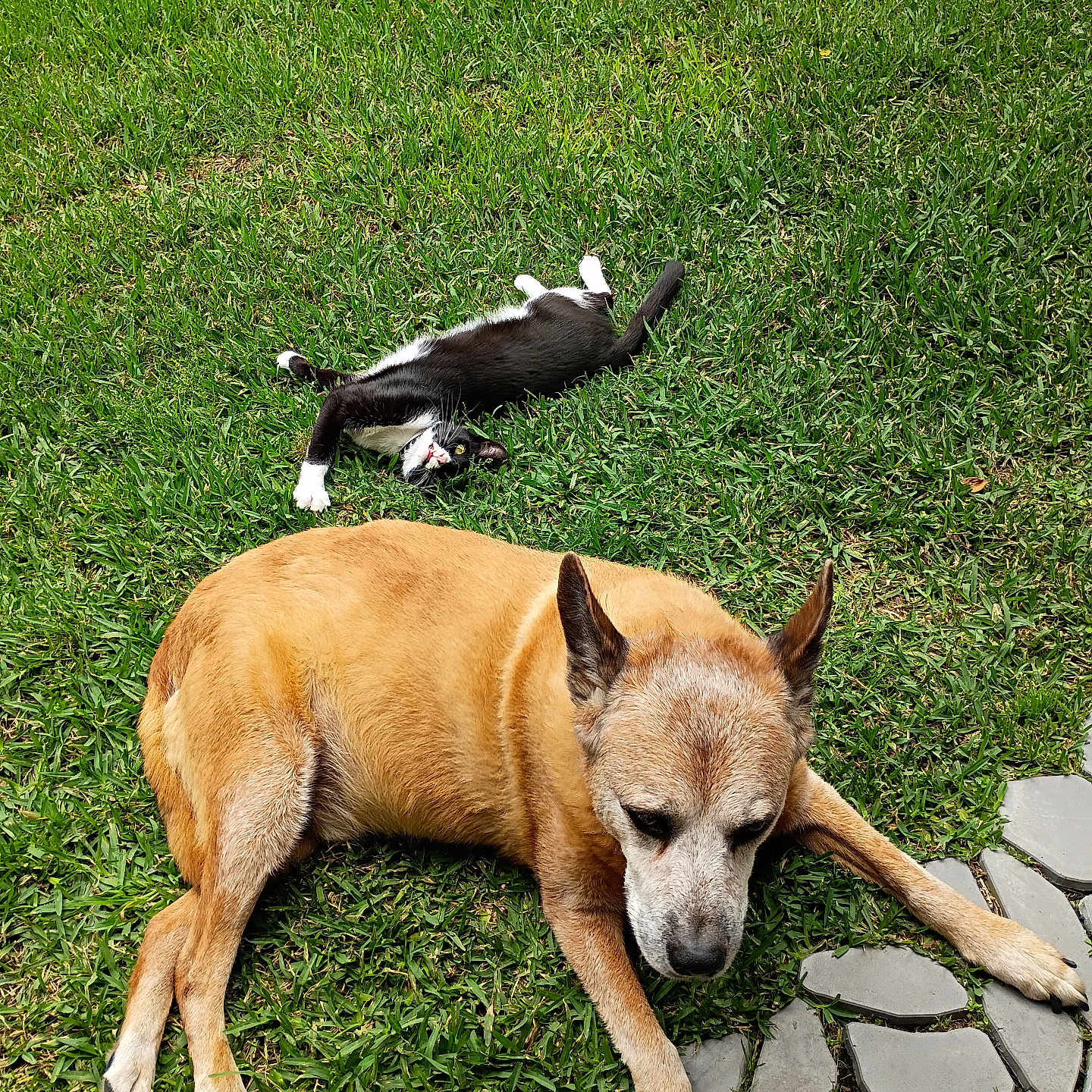 Trapsir joined the competition — help win amazing prizes! dog, cat, grass, outdoor, sunny, pet, animal, relaxing, playful, black_and_white_cat, brown_dog, paved_path, nature, mammal, domestic_animal, fur, resting, greenery, summer, daytime