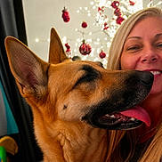 Zoe is registered to the contest to win money with this photo: dog, german_shepherd, person, smile, tongue_out, close_up, indoor, christmas_decorations, holiday, happy, blonde_hair, face, pet, festive, red_ornaments, lights, portrait, animal, canine, warm
