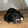 Buzz a rejoint le concours — aidez-le/la à gagner de superbes lots ! puppy, dog, sleeping, black_and_white, pet, animal, indoors, wooden_floor, sunlight, cozy, cute, lying_down, closed_eyes, floppy_ears, paws, snout, fur, resting, home, portrait