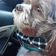 Coco is registered to the contest to win money with this photo: animal, canine, car_interior, checkered, close_up, collar, dog, domestic_animal, eye, fur, gazing, natural_light, nose, pet, portrait, seat, side_profile, travel, whiskers, window