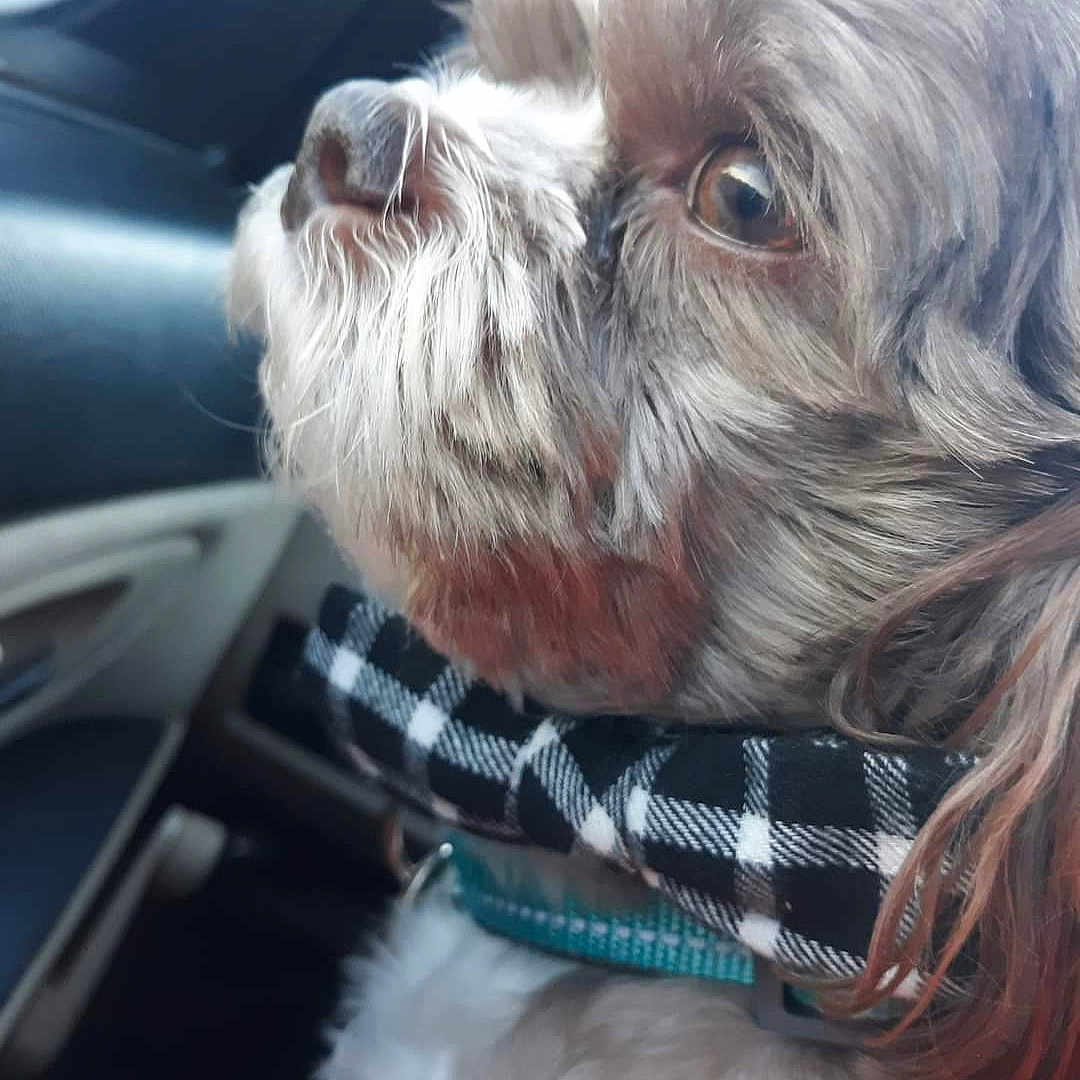 Coco is registered to the contest to win money with this photo: animal, canine, car_interior, checkered, close_up, collar, dog, domestic_animal, eye, fur, gazing, natural_light, nose, pet, portrait, seat, side_profile, travel, whiskers, window