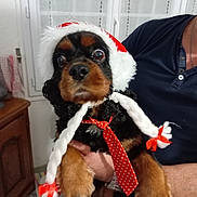 Largo participe au concours pour gagner de l'argent avec cette photo : dog, pet, indoor, holiday_hat, santa_hat, braids, red_bows, polka_dot_tie, black_and_brown_fur, person_holding_dog, window, curtains, wooden_furniture, floor_tiles, close_up, cute, festive, costume, animal, portrait