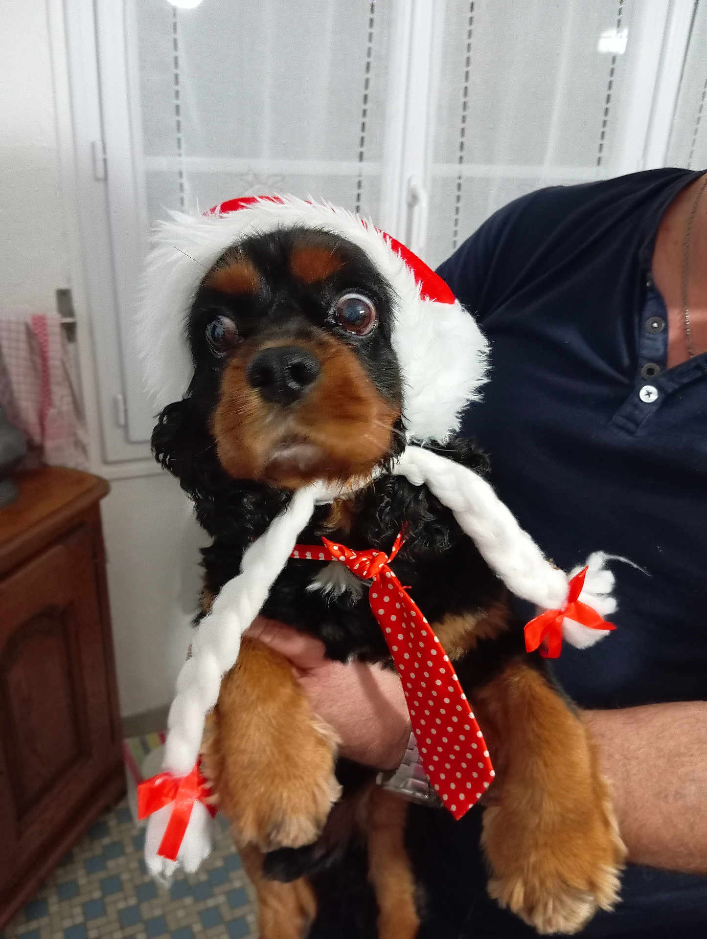 Largo participe au concours pour gagner de l'argent avec cette photo : dog, pet, indoor, holiday_hat, santa_hat, braids, red_bows, polka_dot_tie, black_and_brown_fur, person_holding_dog, window, curtains, wooden_furniture, floor_tiles, close_up, cute, festive, costume, animal, portrait