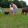 Largo participe au concours pour gagner de l'argent avec cette photo : man, dog, alpaca, grass, outdoor, field, trees, fence, chair, casual_clothing, shorts, shirtless, relaxing, pet, animal, nature, interaction, daytime, leisure, people
