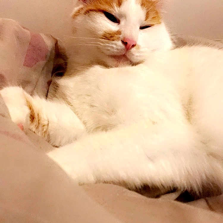 Poupi
