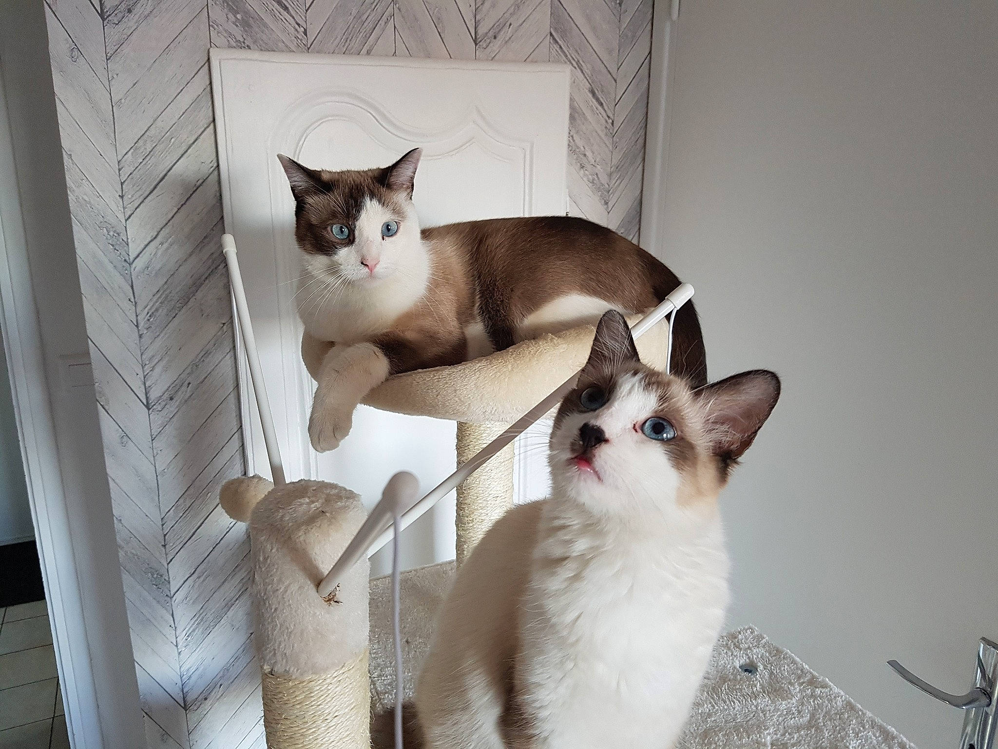 Big Mac a rejoint le concours — aidez-le/la à gagner de superbes lots ! aegean_cat, american_wirehair, asian, balinese, carnivore, cat, domestic_short_haired_cat, fawn, felidae, kitten, mammal, ojos_azules, ragdoll, siamese, small_to_medium_sized_cats, snowshoe, thai, tonkinese, vertebrate, whiskers