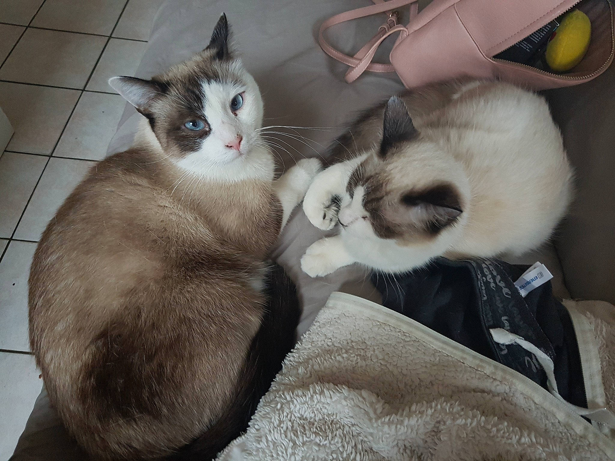 Big Mac a rejoint le concours — aidez-le/la à gagner de superbes lots ! asian, balinese, birman, carnivore, cat, domestic_short_haired_cat, felidae, fur, javanese, kitten, mammal, ojos_azules, ragdoll, siamese, small_to_medium_sized_cats, snowshoe, thai, tonkinese, vertebrate, whiskers