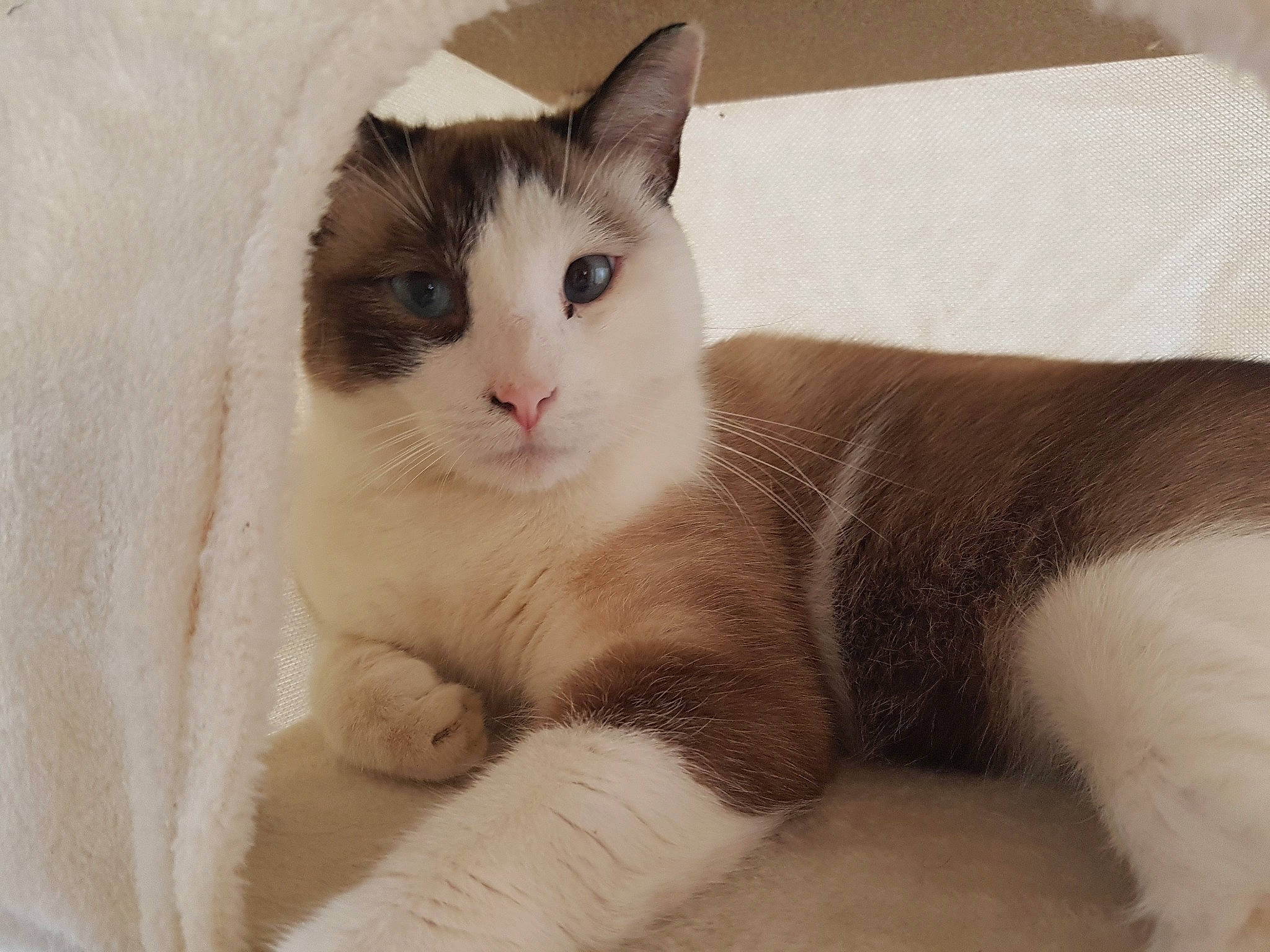 Big Mac a rejoint le concours — aidez-le/la à gagner de superbes lots ! aegean_cat, american_wirehair, carnivore, cat, domestic_short_haired_cat, european_shorthair, eye, felidae, fur, japanese_bobtail, kitten, mammal, ojos_azules, polydactyl_cat, small_to_medium_sized_cats, snowshoe, tail, turkish_van, vertebrate, whiskers