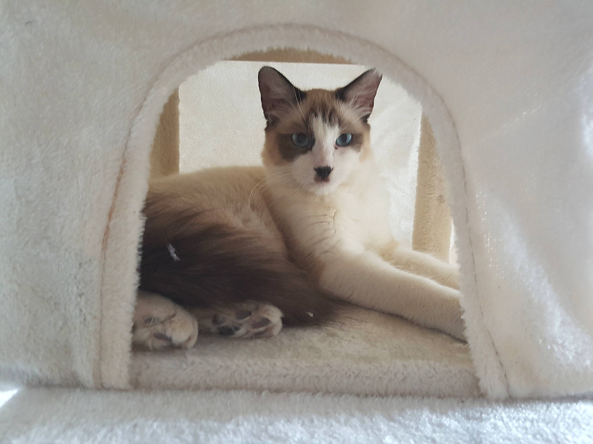 Brownie participe au concours pour gagner de l'argent avec cette photo : aegean_cat, canidae, carnivore, cat, domestic_short_haired_cat, fawn, felidae, kitten, siberian_husky, small_to_medium_sized_cats, whiskers