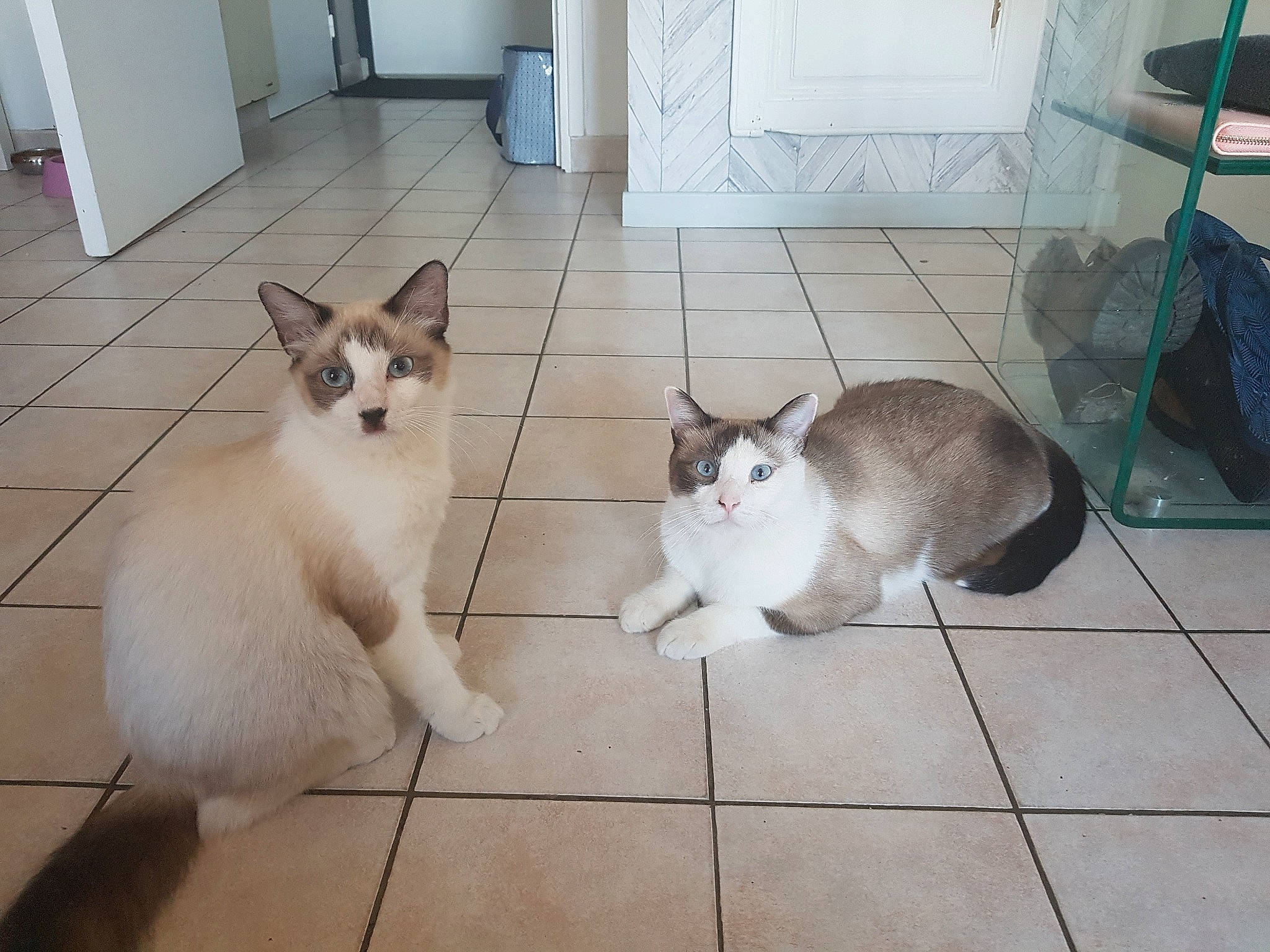 Brownie participe au concours pour gagner de l'argent avec cette photo : aegean_cat, balinese, birman, carnivore, cat, domestic_short_haired_cat, european_shorthair, felidae, floor, kitten, mammal, polydactyl_cat, ragdoll, siamese, small_to_medium_sized_cats, snowshoe, thai, tonkinese, vertebrate, whiskers