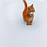 Simba a rejoint le concours — aidez-le/la à gagner de superbes lots ! cat, ginger_cat, snow, outdoor, animal, pet, winter, white_background, alert, standing, fur, tail, nature, cold, mammal, whiskers, collar, portrait, isolated, daylight