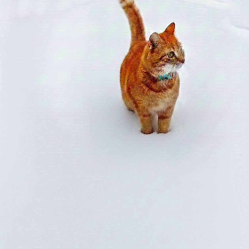 Simba a rejoint le concours — aidez-le/la à gagner de superbes lots ! cat, ginger_cat, snow, outdoor, animal, pet, winter, white_background, alert, standing, fur, tail, nature, cold, mammal, whiskers, collar, portrait, isolated, daylight