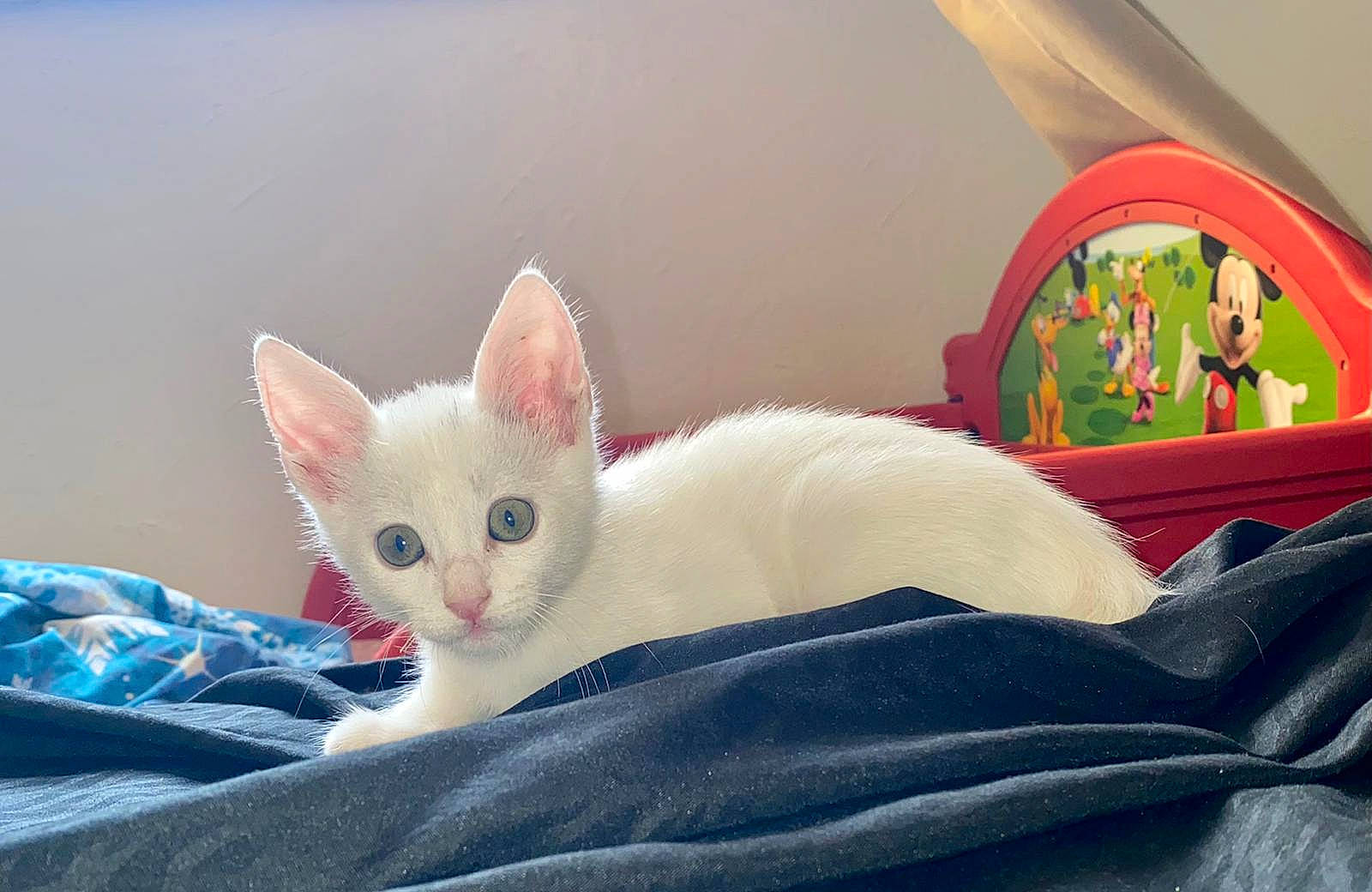 Everest a rejoint le concours — aidez-le/la à gagner de superbes lots ! bed, blanket, carnivore, cat, claw, comfort, domestic_short_haired_cat, ear, eye, fawn, felidae, fur, home_accessories, linens, nap, paw, small_to_medium_sized_cats, snout, tail, whiskers