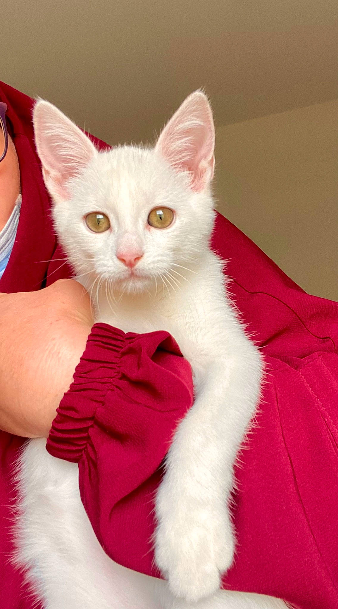 Everest a rejoint le concours — aidez-le/la à gagner de superbes lots ! art, carnivore, cat, claw, comfort, domestic_short_haired_cat, ear, fawn, felidae, fur, gesture, magenta, paw, pink, small_to_medium_sized_cats, snout, tail, whiskers