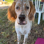 Vito a rejoint le concours — aidez-le/la à gagner de superbes lots ! dog, outdoor, grass, pet, animal, canine, speckled, ears, face, close_up, nature, backyard, white_chair, sunlight, daylight, tree, garden, furniture, looking_at_camera, expression
