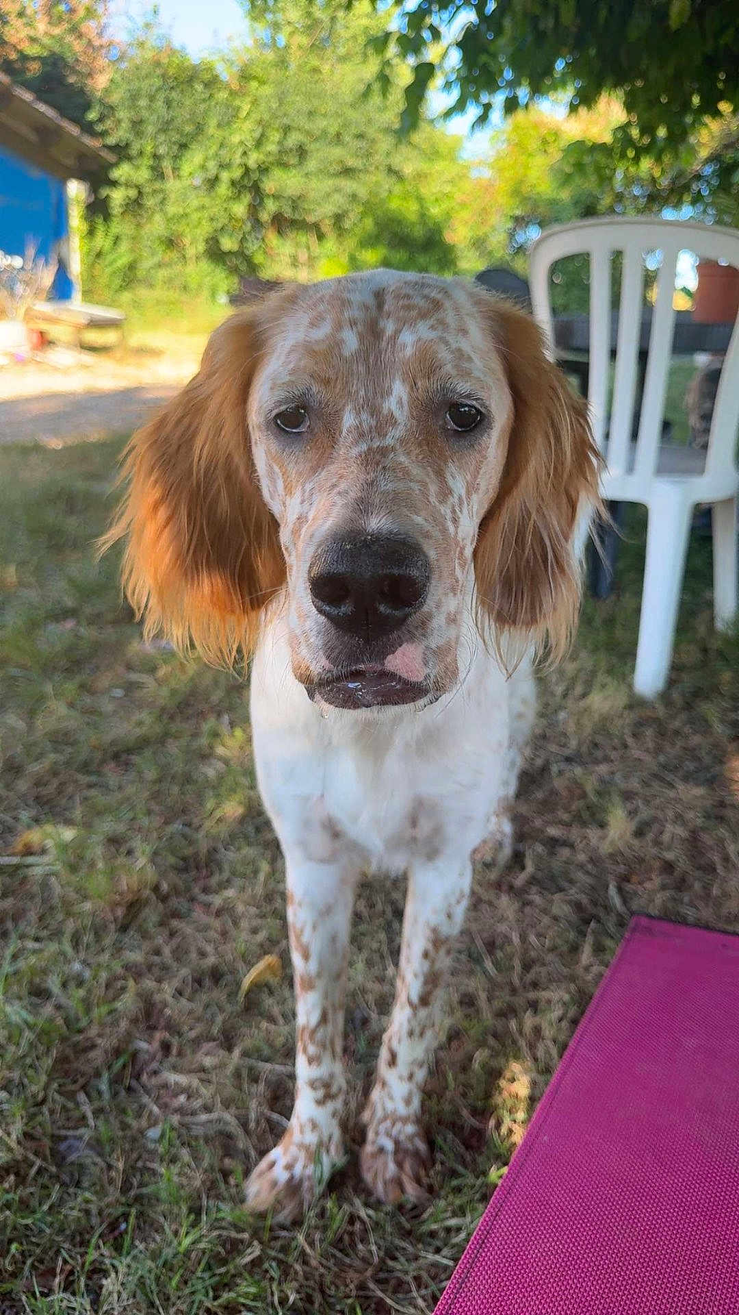 Vito a rejoint le concours — aidez-le/la à gagner de superbes lots ! dog, outdoor, grass, pet, animal, canine, speckled, ears, face, close_up, nature, backyard, white_chair, sunlight, daylight, tree, garden, furniture, looking_at_camera, expression