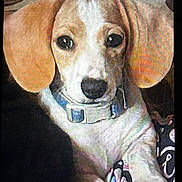 Roger is registered to the contest to win money with this photo: dog, pet, animal, close_up, floppy_ears, collar, resting, blanket, indoor, cute, brown, white, face, paw, fur, looking, cozy, home, portrait, domestic