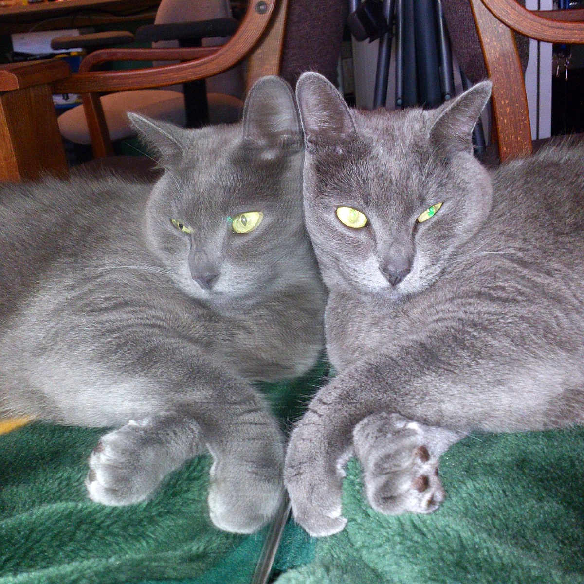 Princ Sharmant joined the competition — help win amazing prizes! abyssinian, animal, blanket, cat, chair, couch, desk, diningtable, furniture, hardwood, homedecor, indoors, kitten, linen, manx, pet, plywood, slate, table, wood