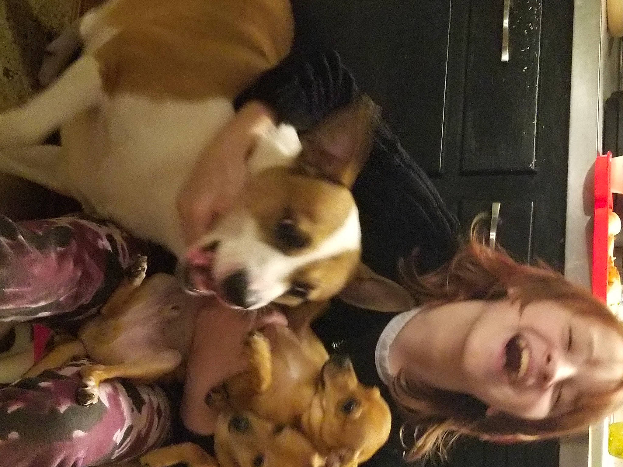 Maddison joined the competition — help win amazing prizes! canidae, carnivore, chihuahua, companion_dog, corgi_chihuahua, dog, dog_breed, dog_supply, door, fawn, fur, happy, mammal, person, puppy_love, smile, snout, sporting_group, toy_dog, vertebrate