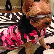 Sookie joined the competition — help win amazing prizes! dog, small_dog, sunglasses, pink_jacket, camouflage_pattern, zebra_rug, indoor, pet, furry, animal, fashion, accessory, cute, canine, fur, sitting, home, decor, stylish, cozy