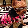 dog, small_dog, sunglasses, pink_jacket, camouflage_pattern, zebra_rug, indoor, pet, furry, animal, fashion, accessory, cute, canine, fur, sitting, home, decor, stylish, cozy