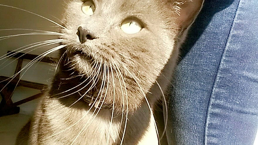 Leon a rejoint le concours — aidez-le/la à gagner de superbes lots ! asian, burmese, carnivore, cat, close_up, domestic_short_haired_cat, eye, fawn, felidae, fur, mammal, nose, small_to_medium_sized_cats, snout, tonkinese, whiskers