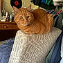 Dewey is registered to the contest to win money with this photo: cat, orange_tabby, chair, patterned_fabric, clothing, closet, coat_hanger, desk, vinyl_record, indoor, furniture, pet, domestic_animal, curious, sitting, feline, whiskers, ears, eyes, household
