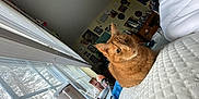 Dewey joined the competition — help win amazing prizes! cat, ginger_cat, indoor, window, blinds, bed, quilt, furniture, room, wall_decor, poster, vinyl_records, clothing, table, cup, natural_light, cozy, pet, domestic, relaxed