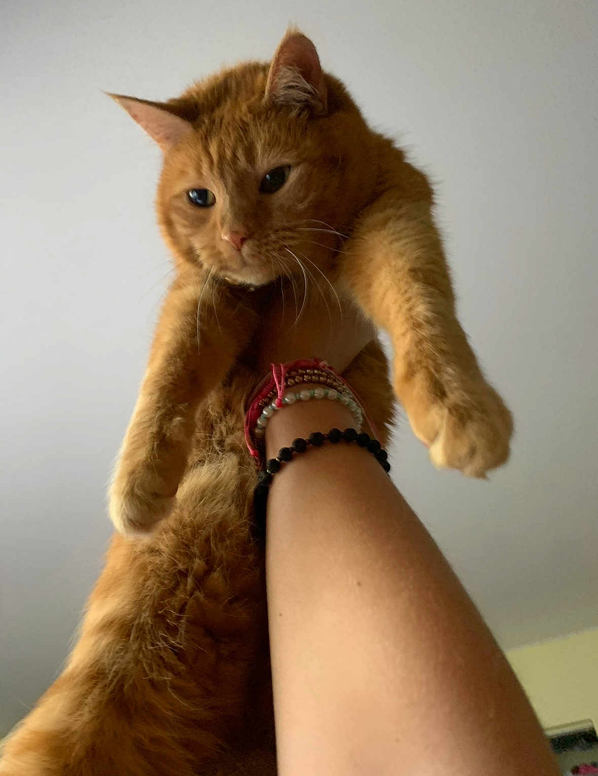 Dewey joined the competition — help win amazing prizes! cat, orange_cat, pet, animal, feline, fur, whiskers, ears, paw, person, arm, bracelet, indoor, holding, cute, closeup, looking, expression, domestic_cat, mammal