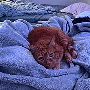 Dewey is registered to the contest to win money with this photo: cat, orange_tabby, blanket, bed, pillow, indoor, cozy, sleepy, relaxed, feline, fur, pet, animal, soft, resting, comfort, window, natural_light, homedecor, furniture