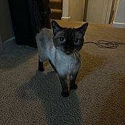 Mei is registered to the contest to win money with this photo: animal, carpet, cat, cord, curious, domestic, ears, feline, floor, furniture, home, indoor, looking, mammal, pet, shadow, siamese, staircase, tail, whiskers
