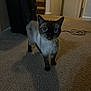 animal, carpet, cat, cord, curious, domestic, ears, feline, floor, furniture, home, indoor, looking, mammal, pet, shadow, siamese, staircase, tail, whiskers