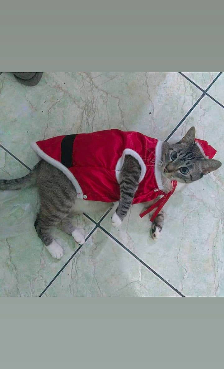 Alex is registered to the contest to win money with this photo: art, canidae, carmine, carnivore, cat, domestic_short_haired_cat, fashion_accessory, felidae, flooring, fur, grey, leash, paw, pet_supply, shadow, small_to_medium_sized_cats, sporting_group, tail, visual_arts, whiskers