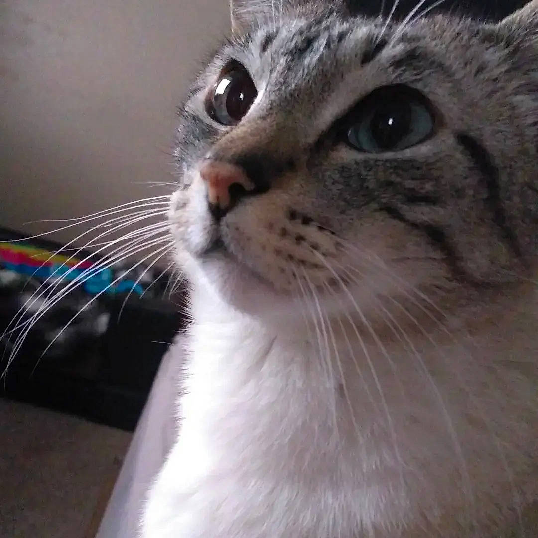 Alex joined the competition — help win amazing prizes! carnivore, cat, comfort, domestic_short_haired_cat, ear, felidae, fur, head, paw, small_to_medium_sized_cats, snout, whiskers, window