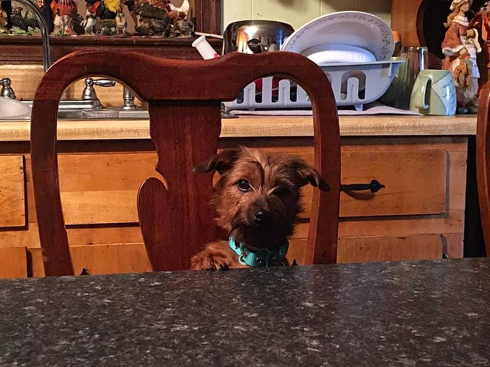 Coco is registered to the contest to win money with this photo: brown, cabinetry, canidae, carnivore, companion_dog, dog, dog_breed, fawn, floor, flooring, fur, hardwood, liver, snout, sporting_group, terrier, toy_dog, wood, wood_stain, working_animal