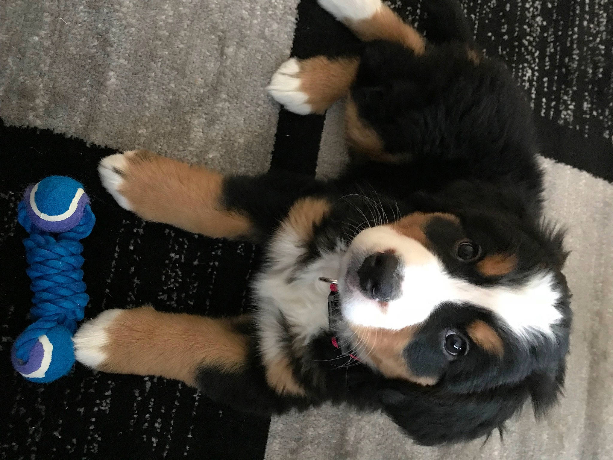 Miley joined the competition — help win amazing prizes! bernese_mountain_dog, canidae, carnivore, companion_dog, dog, dog_breed, fur, mammal, paw, vertebrate