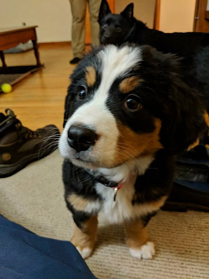 Miley is registered to the contest to win money with this photo: appenzeller_sennenhund, australian_collie, australian_shepherd, bernese_mountain_dog, canidae, cardigan_welsh_corgi, carnivore, companion_dog, dog, dog_breed, greater_swiss_mountain_dog, mammal, rare_breed_dog, snout, vertebrate, welsh_sheepdog, whiskers, working_dog