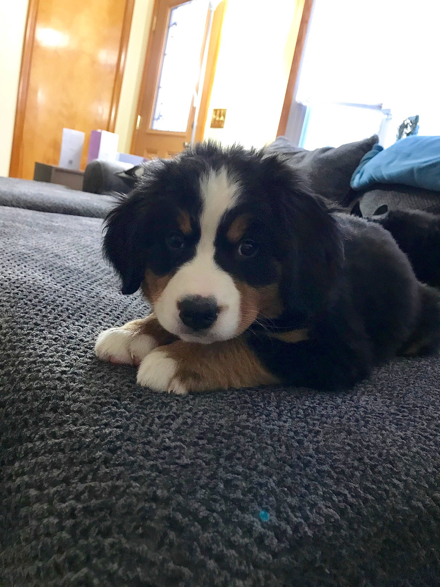 Miley is registered to the contest to win money with this photo: bernese_mountain_dog, canidae, carnivore, companion_dog, dog, dog_breed, mammal, mucuchies, puppy, snout, sporting_group, vertebrate, working_dog