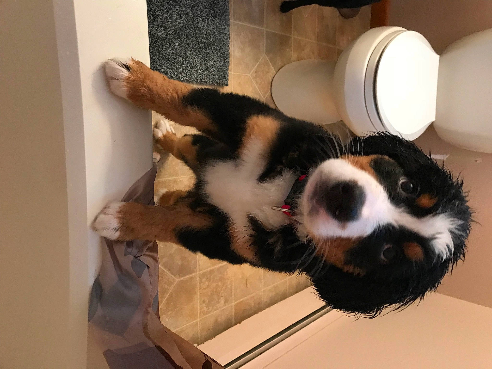 Miley joined the competition — help win amazing prizes! bernese_mountain_dog, canidae, carnivore, cat, companion_dog, dog, dog_breed, fur, mammal, puppy, sporting_group, tail, vertebrate, whiskers