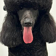 Niko Do'Ve is registered to the contest to win money with this photo: adorable, afro_hair, animal, black_fur, close_up, dog, eyes, fluffy, groomed, headshot, long_ears, muzzle, nose, pet, poodle, portrait, sitting, studio_background, tongue_out, white_patch