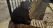 Mercy joined the competition — help win amazing prizes! alone, black_dog, brick, brick_wall, calm, canine, daytime, dog, metal_railings, outdoor, pavement, pet, quiet, resting, shadow, sidewalk, steps, street, sunlight, urban