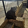 alone, black_dog, brick, brick_wall, calm, canine, daytime, dog, metal_railings, outdoor, pavement, pet, quiet, resting, shadow, sidewalk, steps, street, sunlight, urban