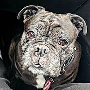Mercy is registered to the contest to win money with this photo: animal_portrait, black_dog, brown_eyes, canine, car_interior, close_up, collar, companion, cute, dog, domestic_animal, indoor, leash, looking_up, person_legs, pet, seat, sitting, waiting, wrinkled_face