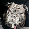 animal_portrait, black_dog, brown_eyes, canine, car_interior, close_up, collar, companion, cute, dog, domestic_animal, indoor, leash, looking_up, person_legs, pet, seat, sitting, waiting, wrinkled_face